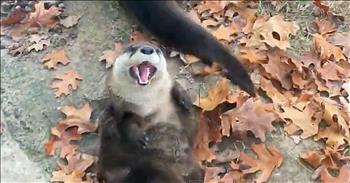 Rescued Baby Otters Play In The Leaves