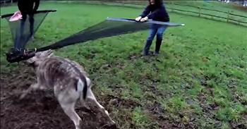 Rescuers Save Deer Trapped In Wire Fence