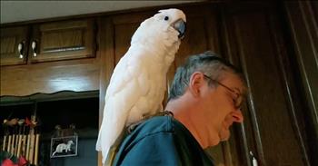 Cockatoo Serenades Owner With ‘I Love You’ Song