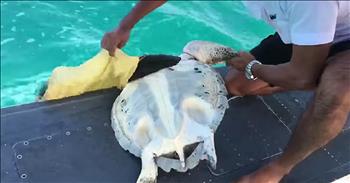 Rescuers Land Plane In Water For Helpless Sea Turtle