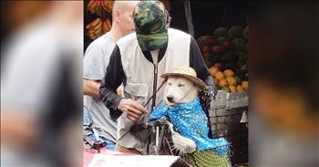 Kind Man Protects Dog From The Rain