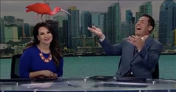 Bird Lands On News Anchor’s Head