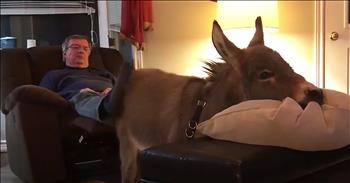 Adorable Donkey Thinks He’s A Dog