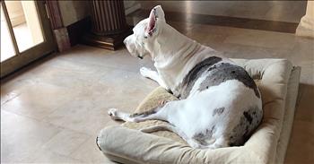 Sad Great Dane Waits For His Deceased Friend To Return