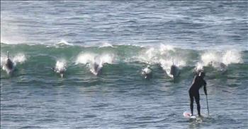 Dolphins Knocks Man Off Paddle Board