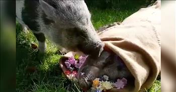 Pig Stays By Soulmate’s Side After Her Death