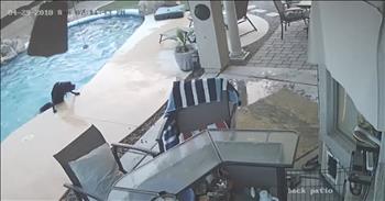 Security Camera Captures Dog Rescue In Pool