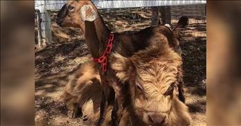 Cow And Goat Are Unlikely Friends