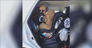 Boxer Thinks The Baby’s Carseat Is For Him