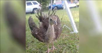 Baby Peacock Shows Off His Feathers