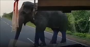 Elephant Robs Bus Driver For Bananas