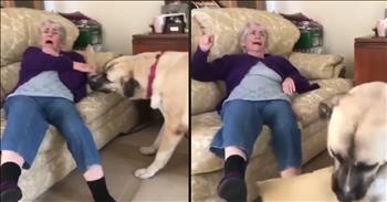 Determined Dog Isn’t Going To Share His Pillow With Grandma