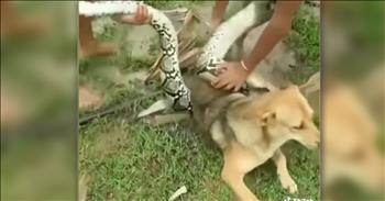 Teens Fight Off Massive Snake Trying To Kill Their Pet Dog (Warning: Graphic Video)