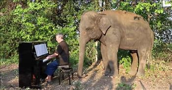 Paul Barton Plays Piano For Retired Elephants At Elephants World