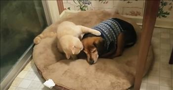 Caring Cat Helps Comfort Sick Dog