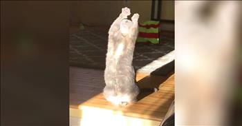 Funny Cat Tries To Catch The Sunshine