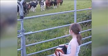 Cows Come Running When Little Girl Plays The Accordion