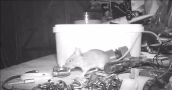 Retiree Uses Hidden Camera To Record Mouse Secretly Cleaning His Shed