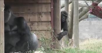 Hilarious Baby Gorilla Has The Time Of His Life Annoying Dad