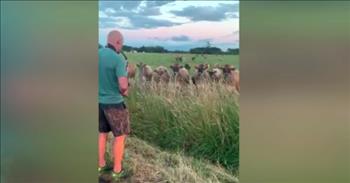 Musician Plays Saxophone For Cows In Field