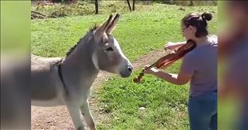 Owner Plays The Violin For A Donkey And He’s Mesmerized