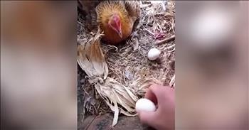 Farmer’s Hilarious Tactics To Retrieve Chicken Eggs Go Viral