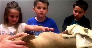 Pit Bull Gives His Life To Save Boy From A Deadly Snake