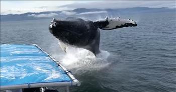 Humpback Whale Suprises Whale Watchers During Incredible Close Encounter