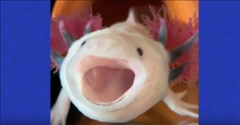 Adorable Swimming Salamander Has The Cutest Yawn