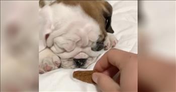 Baby Bulldog Wakes Up When He Smells A Treat