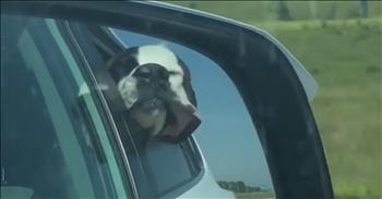 Relaxed Dog Lets His Face Flap In The Wind