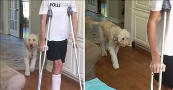 Funny Dog Mimics Teen Walking With Broken Leg