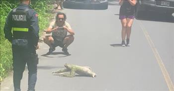 Police Step In To Help Sloth Slowly Cross The Road