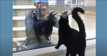 Cats Love Playing With The Window Washers