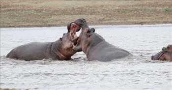 Camera Captures 2 Hippos Battling In River