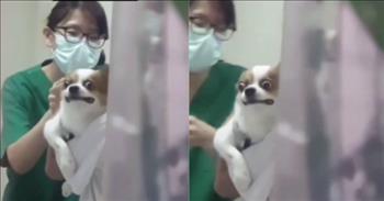 Chihuahua Breaks The Internet With Hilarious Reaction To Getting A Shot