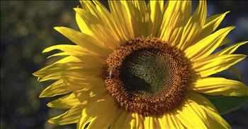 Woman Captures A Sunflower’s Sound And It’s Mesmerizing