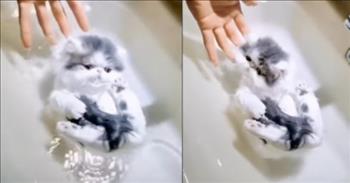 Fluffy Baby Kitten Adorably Floats On Water