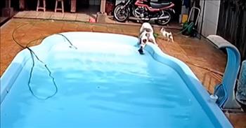 Pitbull Rushes To Save Chihuahua That Fell In Pool