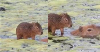 Adorable Capybara Hitches A Ride on Mom’s Back