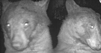 Bear Caught on Hidden Camera Taking ‘Selfies’