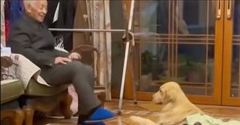 Golden Retriever Hilariously Copies Grandpa’s Moves