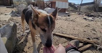 Kind Man Spends A Year Earning Dog’s Trust In The Desert