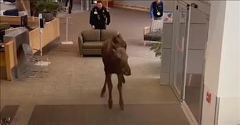 Camera Captures Moose Entering A Hospital To Eat The Plants