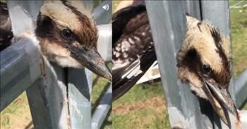 Woman Saves Kookaburra With Head Stuck In Fence