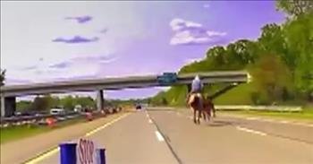 Cowboy Lassos Cow Running On Busy Highway