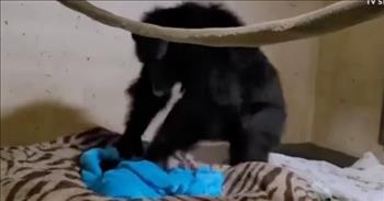 Beautiful Moment Mama Chimp Is Reunited With Newborn After 2 Days Apart