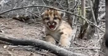 Mountain Lion Cub Hilariously Fails When Trying To Roar