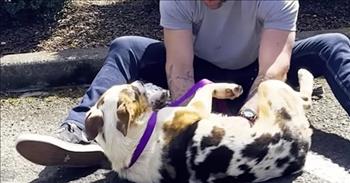 Abandoned Dog Will Not Let Anyone Near Him Until New Dad Shows Up