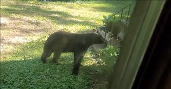 Fearless Feline Chases Bear Intruder Away From Home